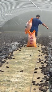 414K views · 4.8K reactions | Animal World on Reels | Facebook