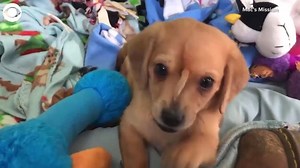 UNICORN DOG: This puppy has a second tail on his face. He’s been named ‘Narwhal the Little Magical Furry Unicorn.’ | 9&10 News
