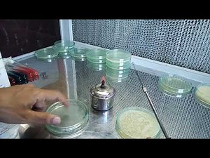 starch hydrolysis Test bym Bhriganka Bharadwaj