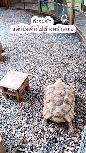 #ชีวิต #เต่า #turtle #สัตว์โลกน่ารัก #มุมมองชีวิต #animalshorts #slowlife #ชิลๆ #relaxing