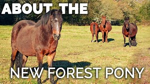 2.7K views · 236 reactions |  The New Forest Pony is a unique pony breed from the UK. They have been bred in the New Forest area for centuries! ✨ Featuring: Ford Farm and Stables & the New Forest Pony Breeding & Cattle Society. | Discoverthehorse | Facebook