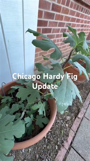 Can’t wait for this fig tree to produce fruit! #arizona #plants #gardening #diy #desert #howto