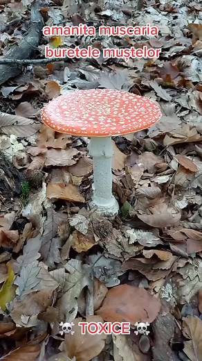 Exploring the Amanita Muscaria Mushroom in Nature