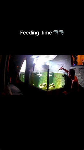 Blacktip Shark Feeding Time Experience
