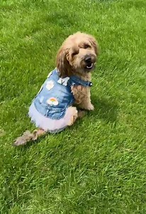 Custom Denim Dog Tutu Dress for Dog Birthday, Monogram Dog Vest, Personalized Dog Blue Jean Jacket | Small Breed or Puppy, New Dog Mom Gift - Etsy