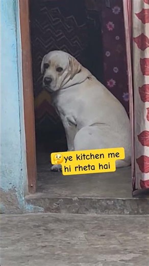 dora😭🤭 kitchen se nahi bahar aata #shorts #viral #trending #youtubeshorts #doglover #funny #cute