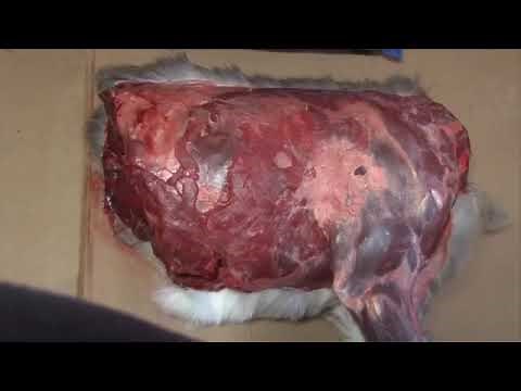 Deer Lungs