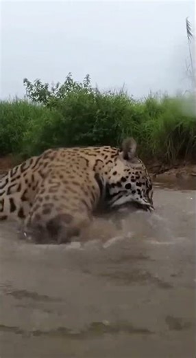 Jaguar vs. Caiman: Epic Water Battle #Nature #Wildlife #Jaguar #Caiman