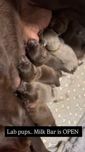 38 reactions | 勺 Lab Pup Sounds #mckenziereignlabradors #labpuppiesor | McKenzie Reign Labradors | Facebook