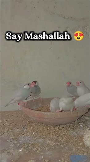 Jawa Finches 😍beauty 😍 #birds #jawafinches #birdsfeeding #nature #relaxingmusic #relaxingsounds