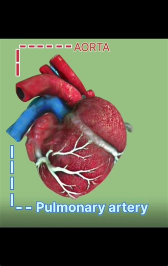 Human Heart 3d #heart #shorts