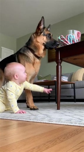 The Christmas Candy Robbers But Don't Dare | The Flying Pig | Facebook