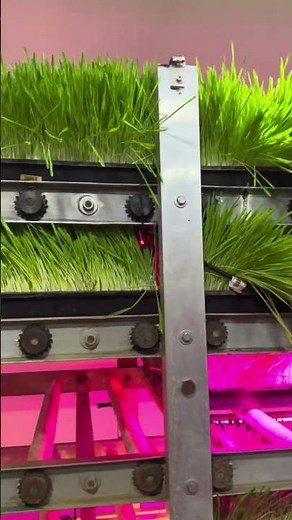 Final Stage Fodder 🌿 | Ready to Feed in 9 Days! #sustainableagriculture