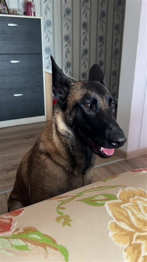 LUNA🌒 #малинуа #malinois #малинуалуна #belgianmalinois | malinois