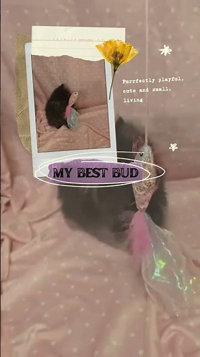 My Best Bud 🐾 | Cutest Persian Kitten Playing & Exploring 💖