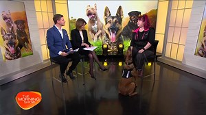 19K views · 364 reactions | For those who asked, here is the full interview Bec (and Blaze!) did on the The Morning Show on Channel 7 yesterday, discussing whether we should ban "dangerous" breeds and other important dog training topics  | K9 Pro - The K9 Professionals | Facebook