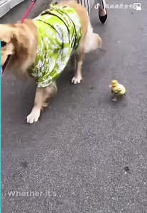 3.4M views · 327K reactions | The dog and the duck are HOMIES  閭 | The Awakening Experience | Facebook