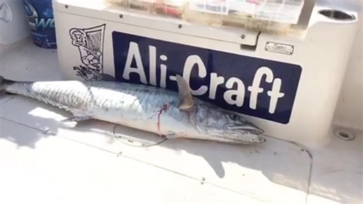 Nick shares his secrets to targeting big Spanish Macks around Rottnest ... | Perth Fishing TV