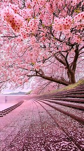 Cherry Blossom | Photography In Japan