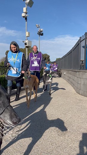 60K views · 1.5K reactions | THE DOGS HAVE ARRIVED! Woohoo, our wonderful Meadows Adoption Day is about to start! Who will be first to be adopted? Stay tuned for updates! | Greyhound Adoption Program VIC | Facebook