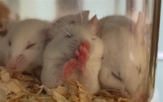研究生养鼠日常｜balb/c真的很可爱啊，c57太黑了不好对焦