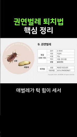 권연벌레 퇴치법의 핵심만 20초안에 정리해드립니다 #권연벌레퇴치법 #쌀벌레퇴치