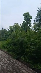 tanah kapling nongkodono info 08133038728/081263967907