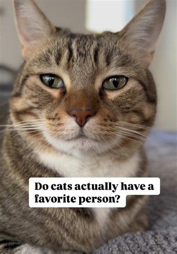 Discover If You Are Your Cat’s Favorite Person
