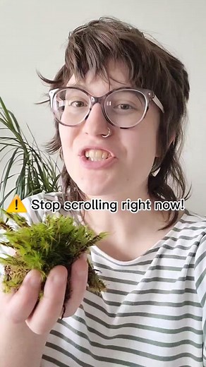 Did you know this moss fun fact? Follow me for more 🌱 #mosslover #biologyfunfact #bryophyte #bryology #mossgarden #mossarium #terrariummaking #terrariummoss #livemoss #crazyplantlady #plantparenthood #plantythings #funfacts