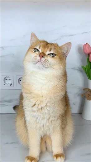 Cat Nika couldn’t trick me😉 #cat #cats