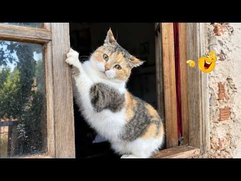 Best Cat Compilation 2026 😹 | Epic Fails and Crazy Cat Moments That You Won’t See Coming😂🐈