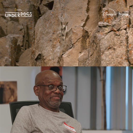 526K views · 2.1K reactions | They just want to see you—and this barnacle goose—fly the nest 凉 Narrated by Ryan Reynolds, catch all-new #Underdogs Sundays at 9/8c on National Geographic TV. Now streaming on Disney+ and Hulu. | National Geographic | Facebook