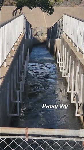 Salmon Swimming up Fish Ladder #salmon #fishhatchery #oroville #observation #orovilledam #fish