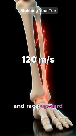 The secret behind that stubbed toe pain #science #biology #shorts