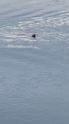 3.2K views · 43 reactions | A little reward for an early walk over the bridge…this little guy fishing right in the heart of the city’s waterway. Hello traveller! You are very welcome here. ☺️ #marinelife #sealion #Portland #riverlife #morningwalks | Lola Jovan | Facebook