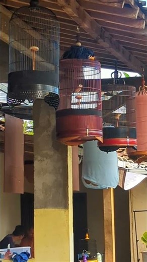 branjangan java kepala putih