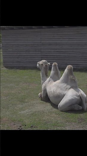 Bactrian Camel: Nature’s Cold-Desert Survivor