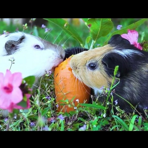 You Won't Believe How These Guinea Pigs Eat Together!