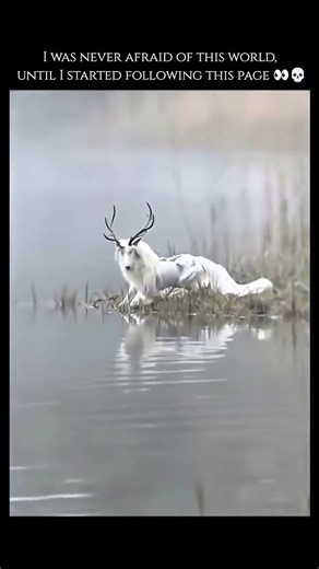 An albino white deer is an extremely rare animal