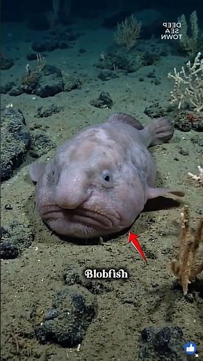 The World's Ugliest Fish Isn't Actually Ugly 😱🐟