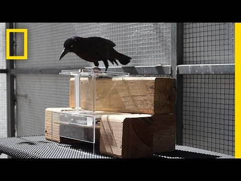 See How These Birds Solve Tricky Puzzles | National Geographic