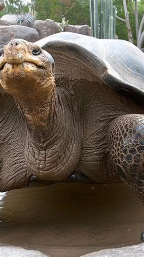 A beloved icon of the San Diego Zoo has passed away. Gramma, the giant Galápagos tortoise estimated to be around 141 years old, has died after her health declined due to age. She spent nearly a century at the zoo, inspiring millions of visitors with her gentle presence and incredible longevity. A true legend of the animal world — gone but never forgotten. 🐢💛 #SanDiegoZoo #GalapagosTortoise #Wildlife #AnimalNews #Nature #ZooLife #fblifestyle | Zack Orca Films