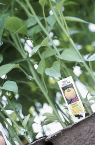 How to Get Rid of Aphids on Peppers