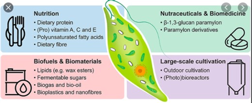 Lab Activity "The Euglena"