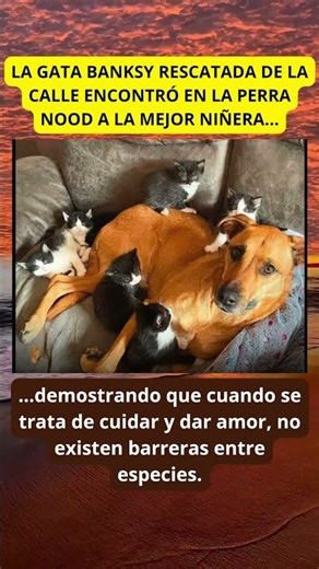 Gata Banksy y perra Nood se unen para criar 7 gatitos!