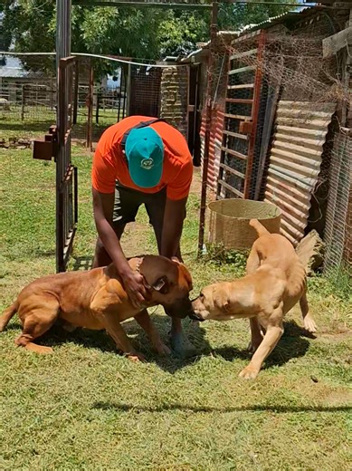 Boerboels Reunite After Holiday Fun in the Sun