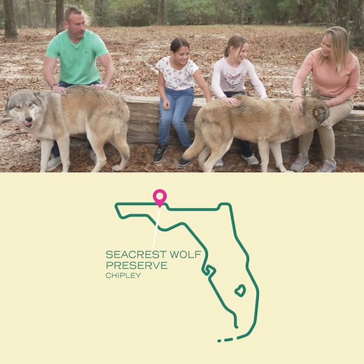 2K views · 5.7K reactions | Experience an incredible hands-on encounter with wolves at the Seacrest Wolf Preserve. | VISIT FLORIDA | Facebook