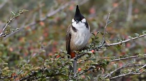 28K views · 1.7K reactions | Red whiskered bulbul (Pycnonotus jocosus) Tropical Asia. | BIRDS & Nature | Facebook