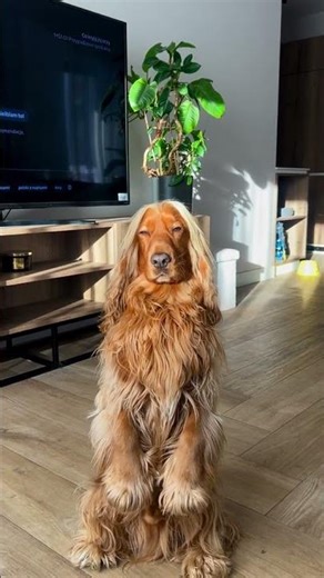 @spanielbrothers2: #dog #dogs #puppy #doglover #dogshort #dogfunny