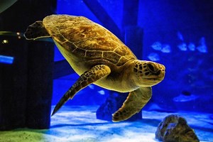 Sea Turtle With ‘Bubble Butt Syndrome’ Swimming Again Thanks to 3D-Printed Harness
